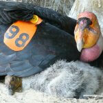 California Condor and chick in nest cave. Photo by Joseph Brandt, USFWS.