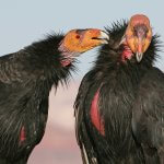 California Condors. Photo by MTKhaled Mahmud, Shutterstock