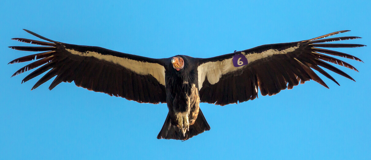 California Condor soaring. Photo by David Calhoun, Shutterstock.