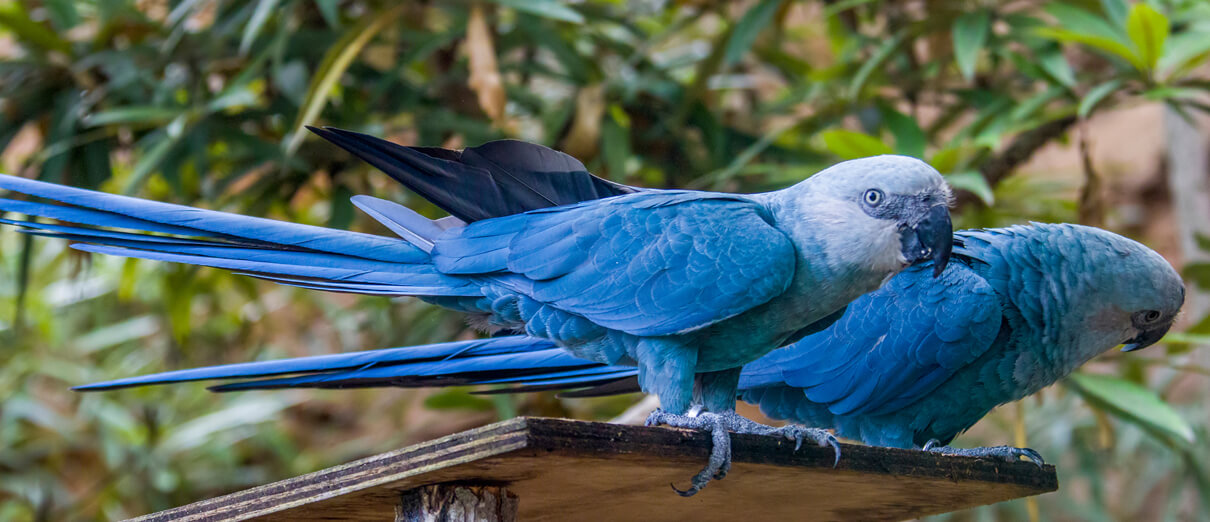 Spix's Macaws. Photo by Danny Ye, Shutterstock.
