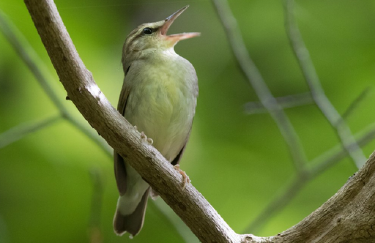 Swainson's Warbler singing. It is on a branch.