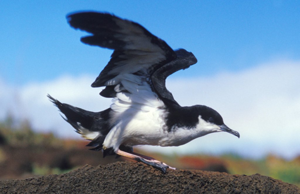 Newell's Shearwater. Photo by Resource Hawaii, Alamy Stock Photo.