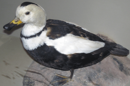 Questions about the Labrador Duck, like other extinct birds, will likely never be answered.