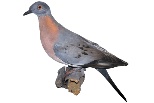 Passenger Pigeons are one of the most well-known extinct birds in the world.
