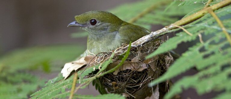 Araripe Manakin - American Bird Conservancy