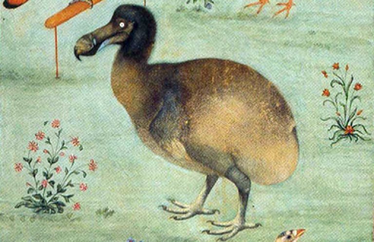 1625 Painting of a Dodo