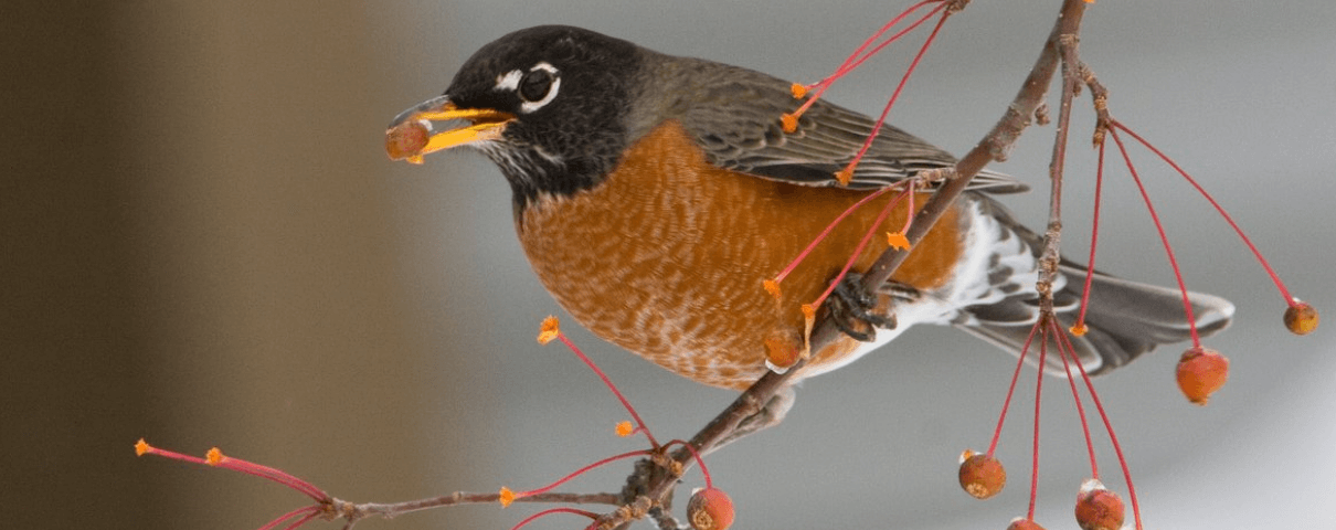 The American Robin is a common backyard bird across the United States. 