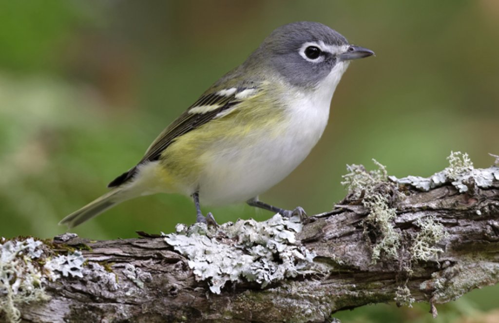 Blue-headed Vireo. Photo by Paul Rossi.