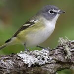 Blue-headed Vireo. Photo by Paul Rossi.