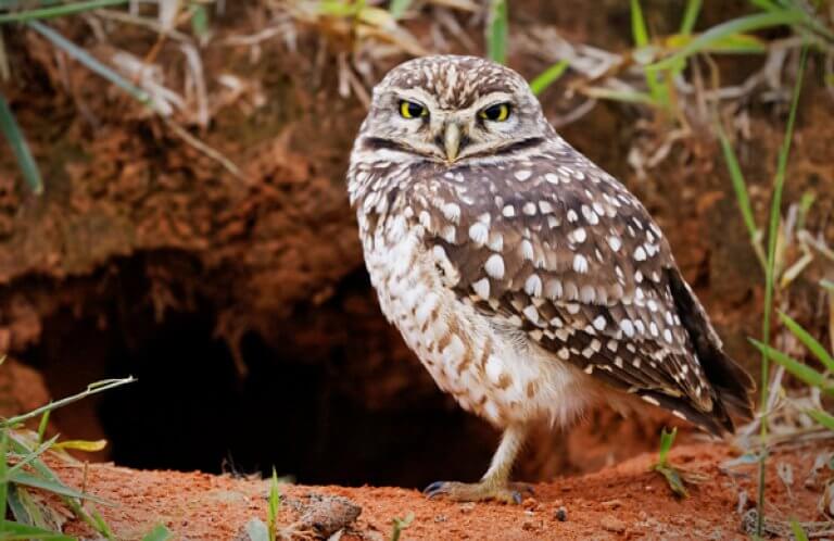 Burrowing Owl. Photo by Mauricio S. Ferreira, Shutterstock