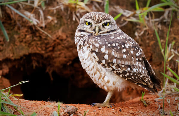 Burrowing Owl - American Bird Conservancy