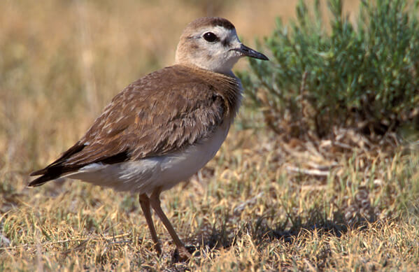 bmo plover