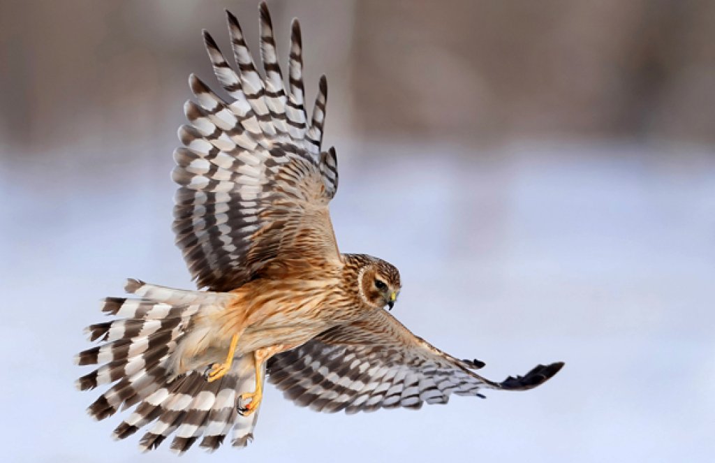 Northern Harrier. Photo by Wang LiQiang, Shutterstock.