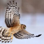 Northern Harrier. Photo by Wang LiQiang, Shutterstock.