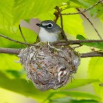 Blue-headed Vireo on nest. Photo by George Grall, Alamy Stock Photo.