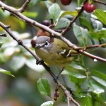 Blue-headed Vireo. Photo by Christopher Unsworth, Shutterstock.