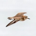Mountain Plover in flight. Photo by Bill Bouton.