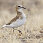Mountain Plover. Photo by Bill Bouton (CC BY-SA 2.0).