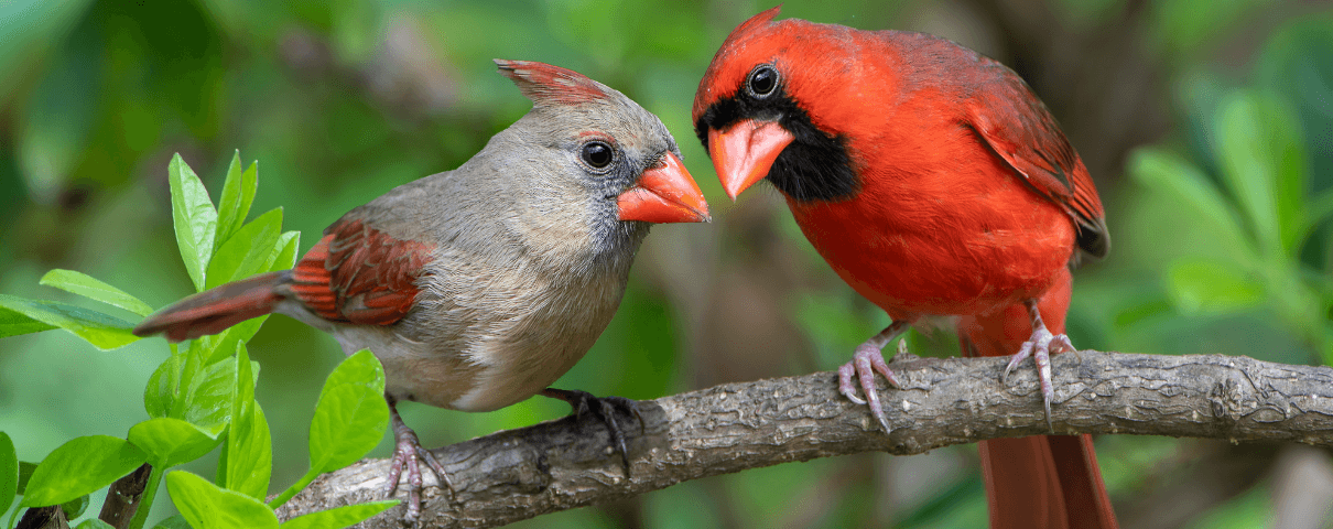 The Northern Cardinal is a common backyard bird in the eastern United States. 