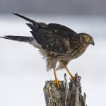 Northern Harrier. Photo by Vetapi, Shutterstock.