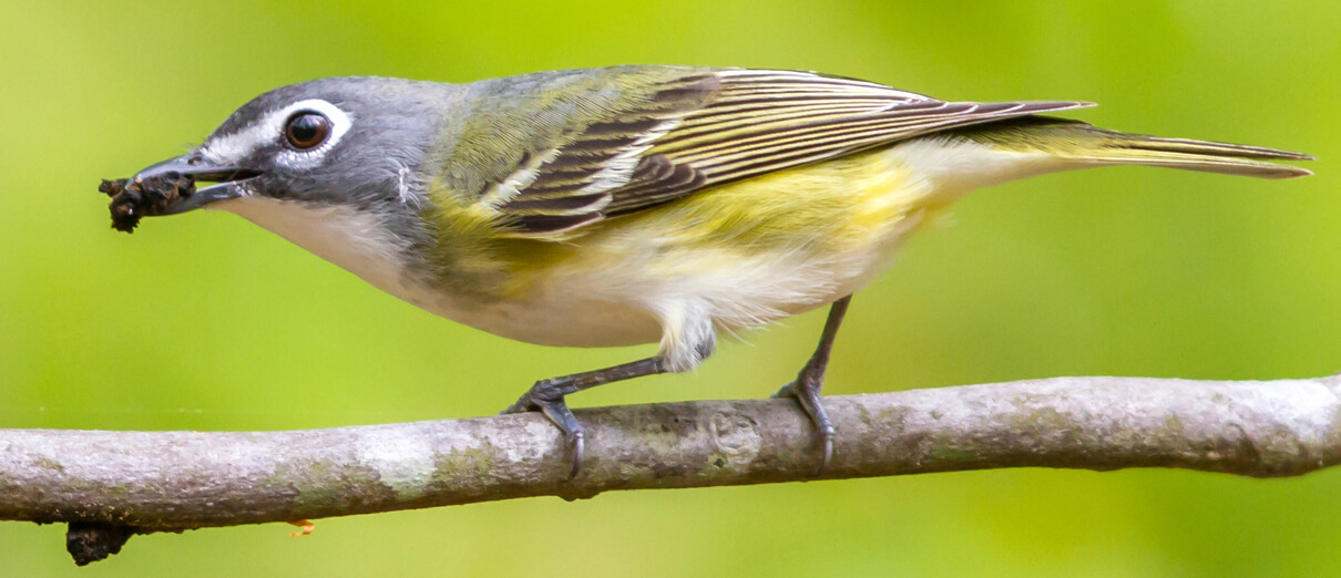 Blue-headed Vireo with insect. Photo by Frode Jacobsen.