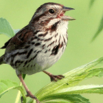 Song Sparrow. Photo by Kenneth Coleman.