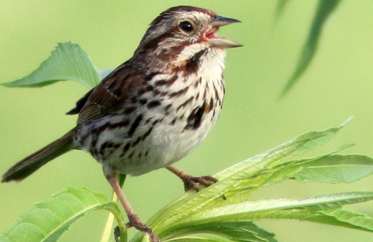 Song Sparrow. Photo by Kenneth Coleman.