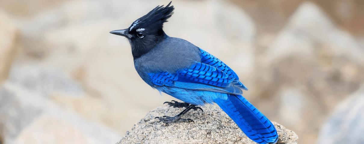 Steller's Jay is a common backyard bird in the eastern United States. 