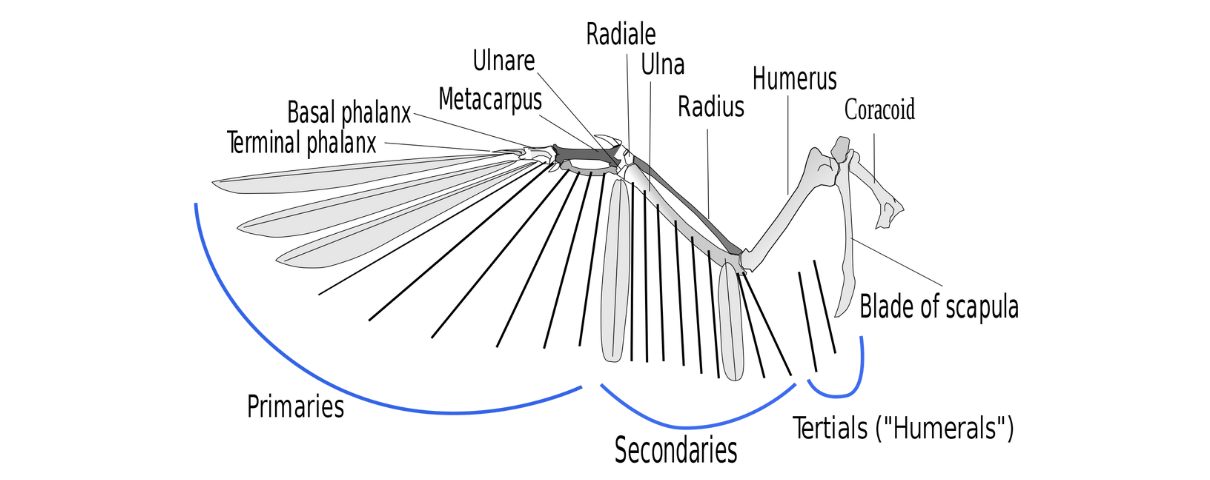 Anatomical diagram of a bird wing.