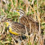 Western Meadowlarks. Photo by Greg Homel, Natural Elements Productions.