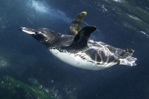 Some bird wings, like those of penguins, are adapted for very specific purposes.