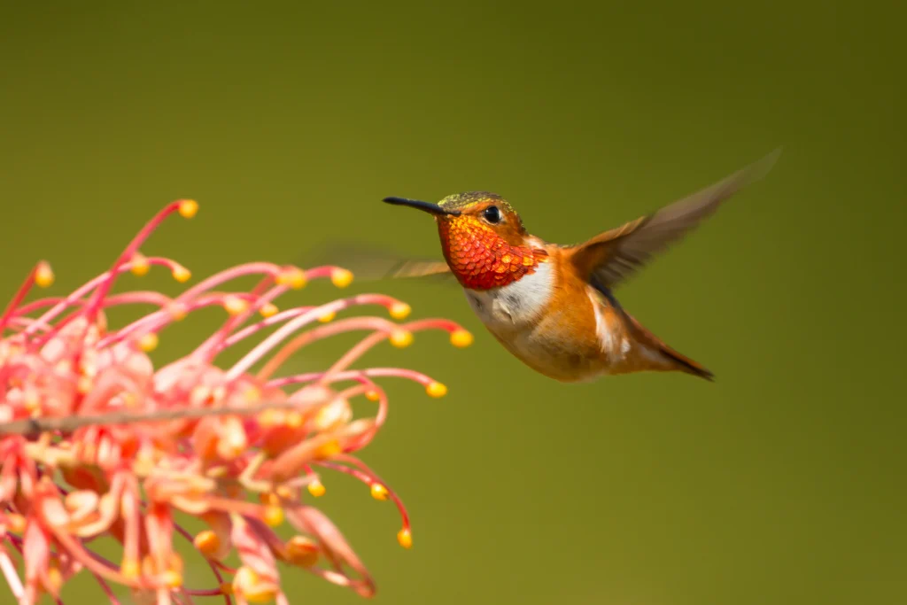 Allen's Hummingbird. Photo by Keneva Photography, Shutterstock.