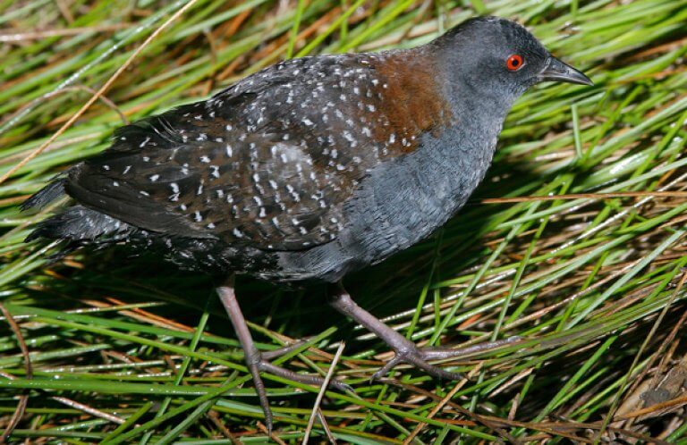 Black Rail. Photo by Agami Photo Agency, Shutterstock.