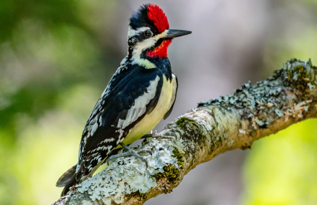 Yellow-bellied Sapsucker. Photo by Glass and Nature, Shutterstock.