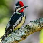 Yellow-bellied Sapsucker. Photo by Glass and Nature, Shutterstock.