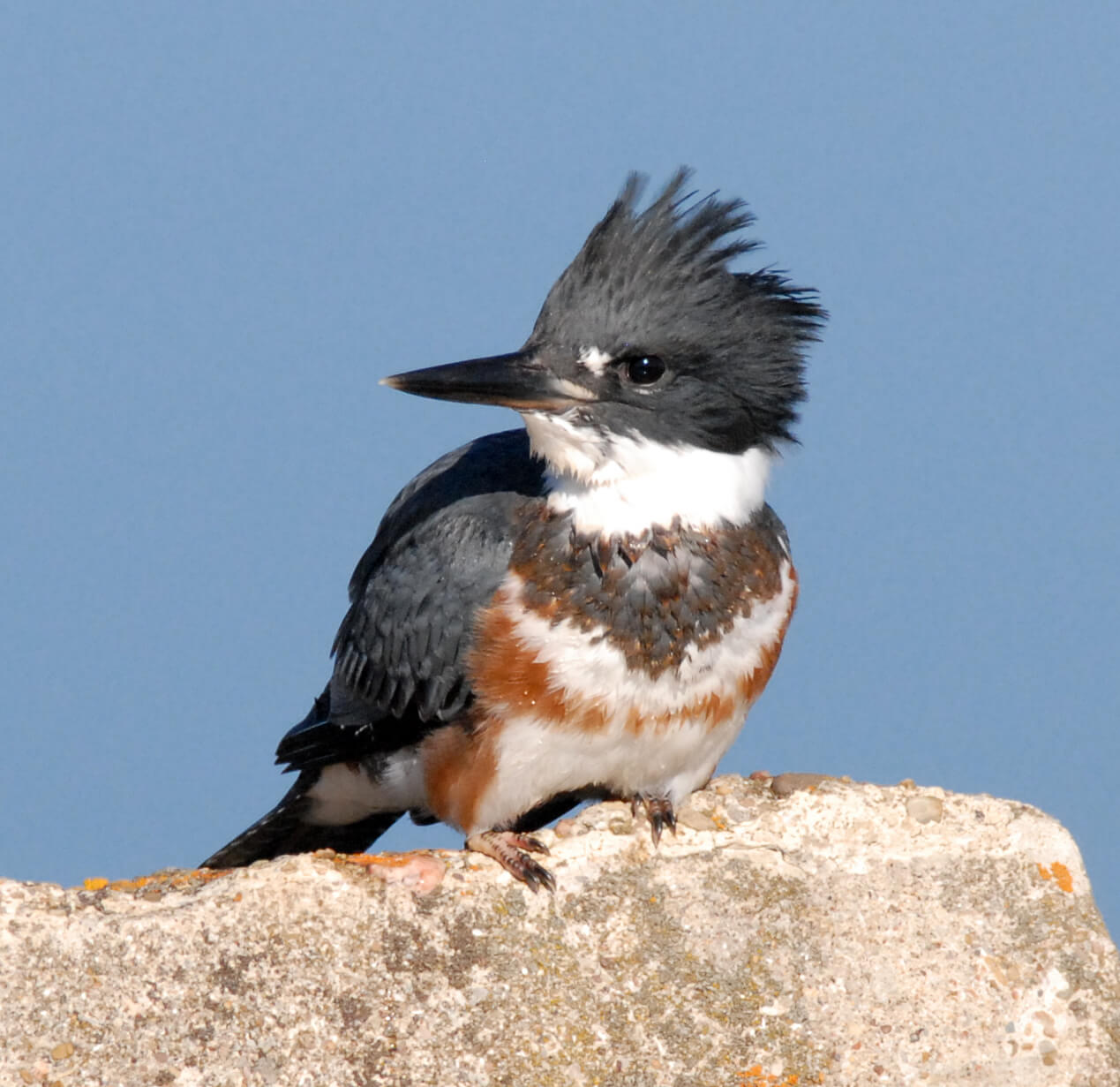 Belted kingfisher's rattling call is another harbinger of fall