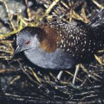 Black Rail. Photo by Peter LaTourrette.