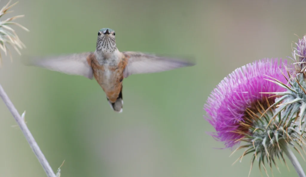 Broad-tailed Hummingbird in flight. Photo by Daniel J. Lebbin.
