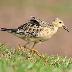 Buff-breasted Sandpiper at Barba Azul Reserve, Bolivia. Photo by Teodoro Camacho.