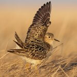 Buff-breasted Sandpiper display, Alaska. Photo by Agami Photo Agency, Shutterstock