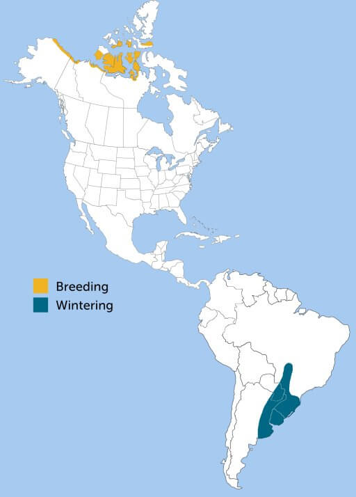 Buff-breasted Sandpiper range map by ABC