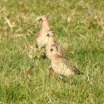 Buff-breasted Sandpipers. Photo by Agustina Medina (CC BY 4.0).