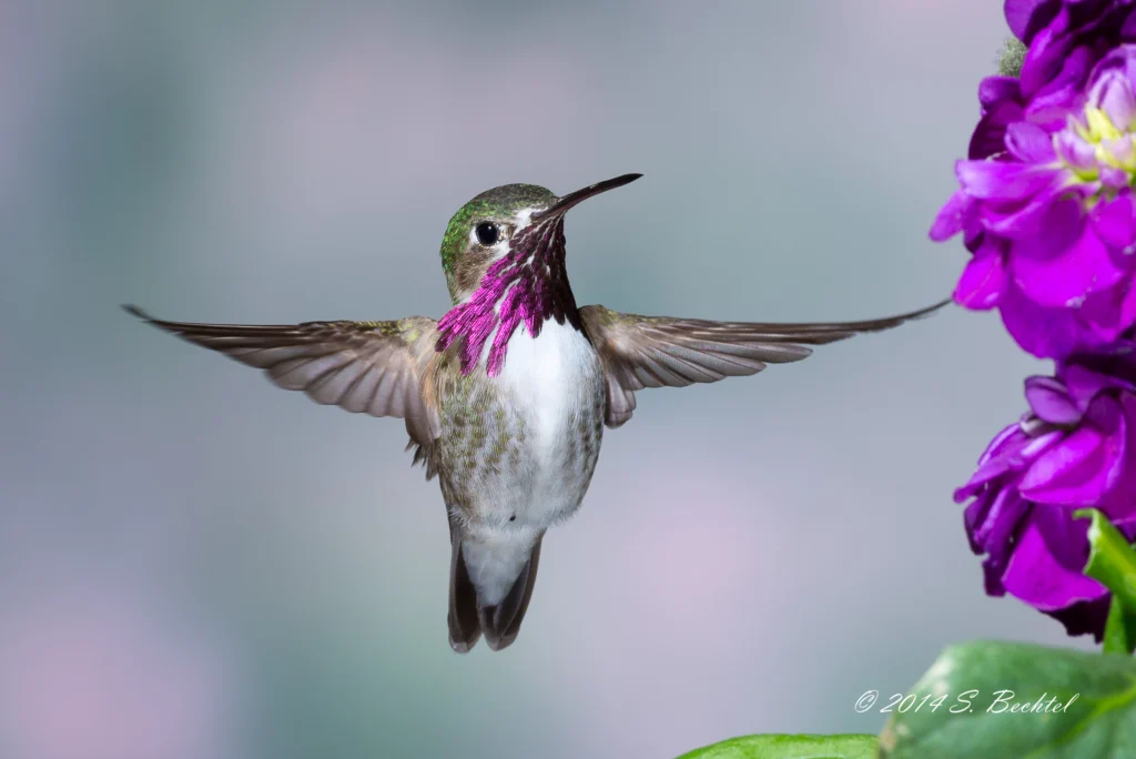 Calliope Hummingbird. Photo by Scott Bechtel.