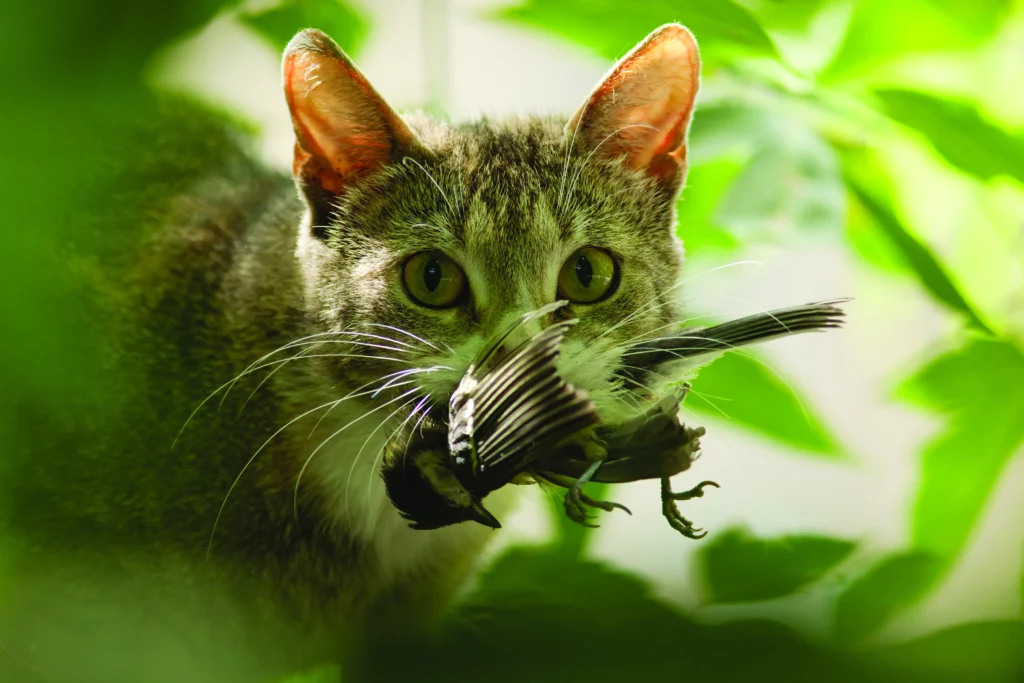 Cat with bird. Photo by Vishnevskiy Vasily, Shutterstock.