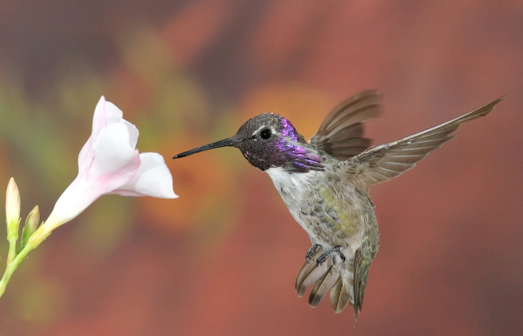 Costas Hummingbird. Photo by Takahashi Photography, Shutterstock.