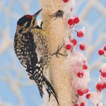 Female Yellow-bellied Sapsucker. Photo by Steven Russell Smith Photos, Shutterstock.