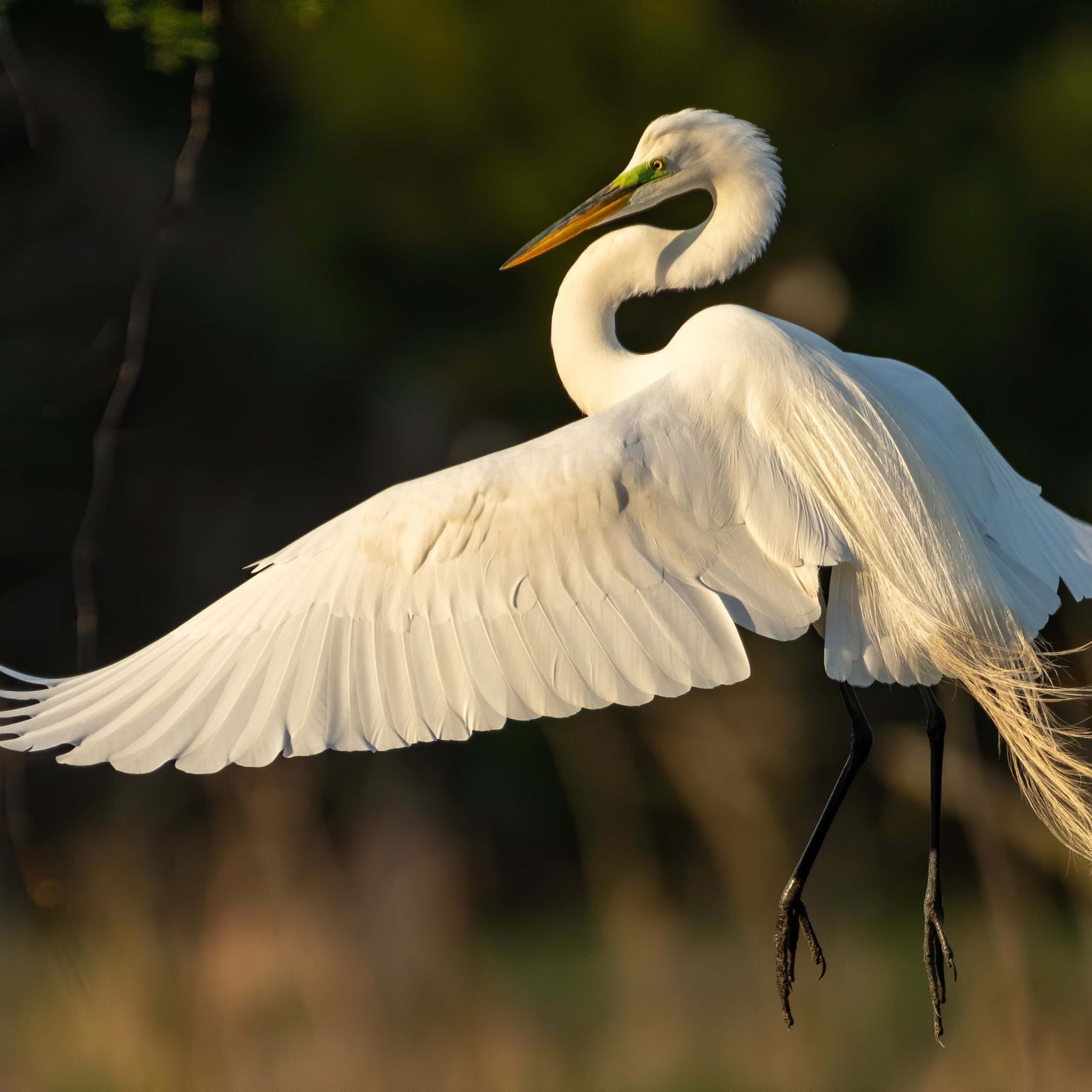 Is that a heron or an egret? Our guide to the region's white birds can help
