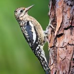 Immature Yellow-bellied Sapsucker. Photo by Greg Homel, Natural Elements Productions.