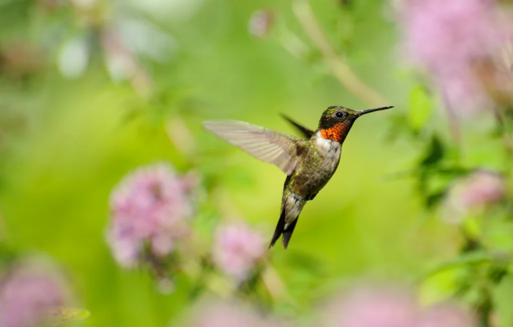 Ruby-throated Hummingbirds can live up to nine years. Photo by Kelly Nelson, Shutterstock.