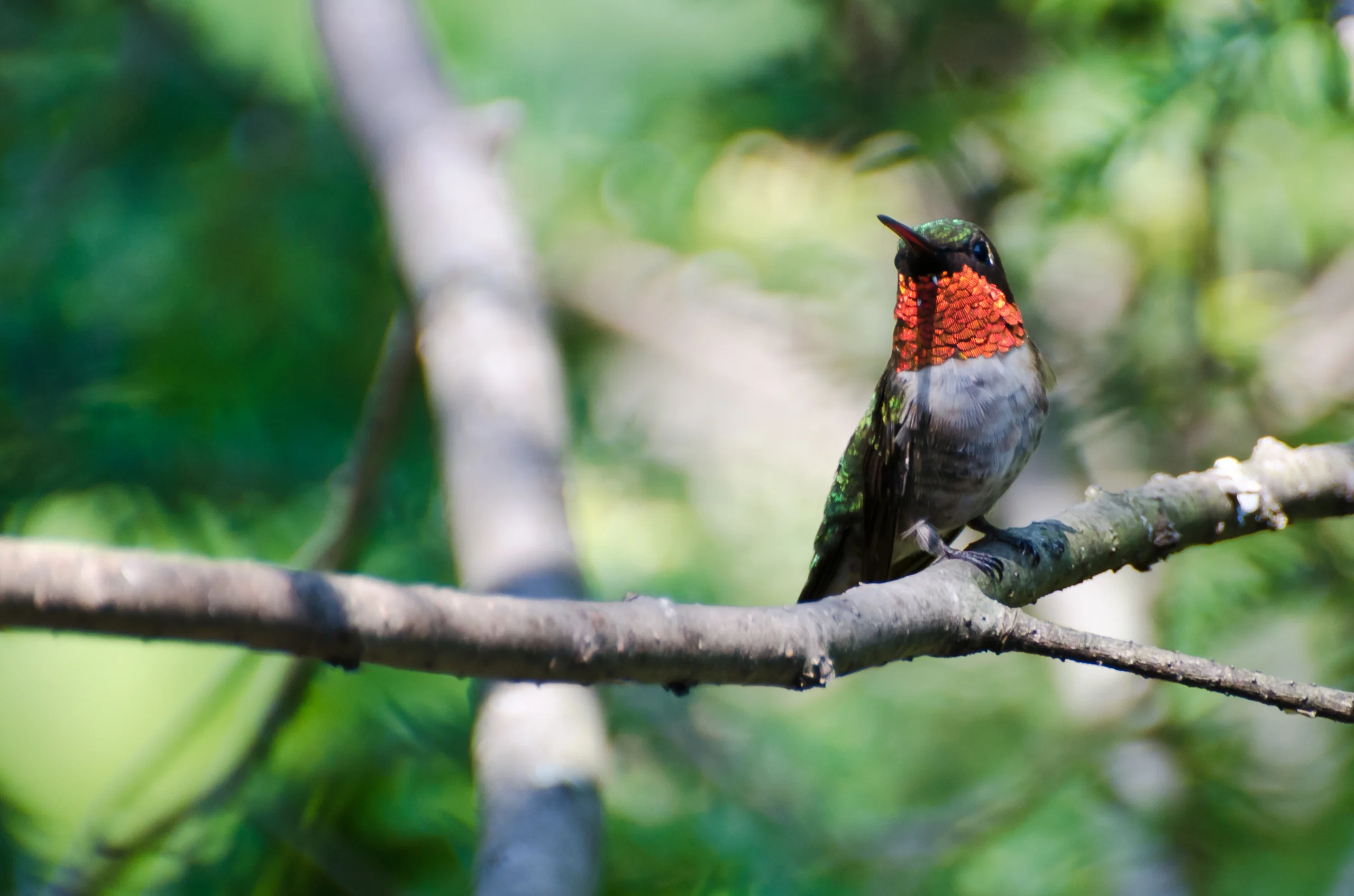 Ruby-throated Hummingbird. Photo by rck_953, Shutterstock.